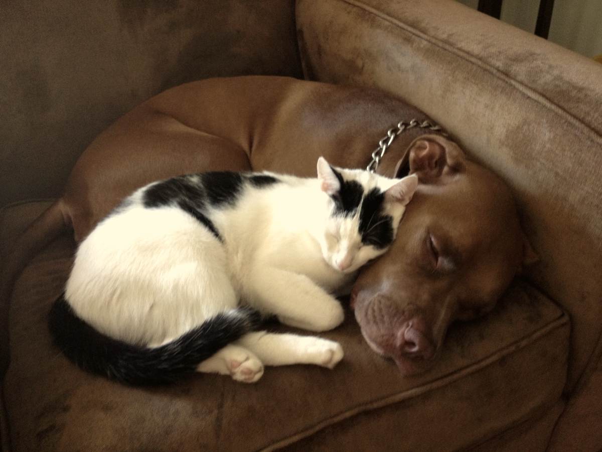 Pit bull asleep on a couch with a cat curled against his head