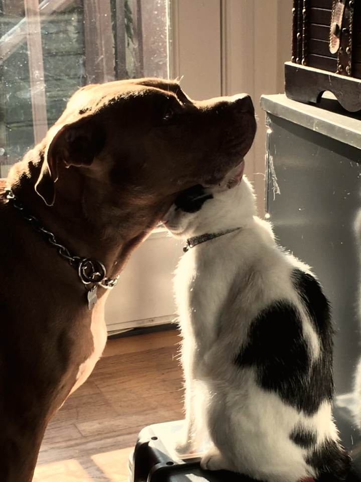 Red-nose pit bull nose to nose with a black-and-white cat at a sunlit door